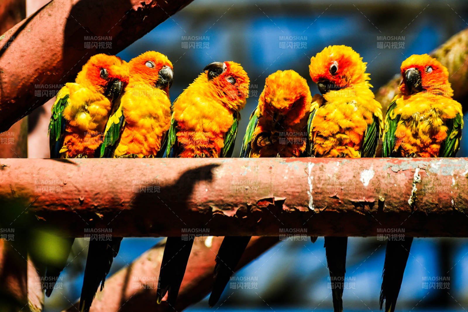 五彩鹦鹉栖枝头