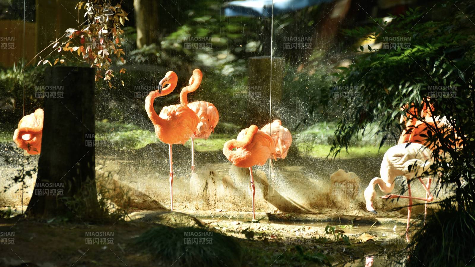 粉紅火烈鳥戲水