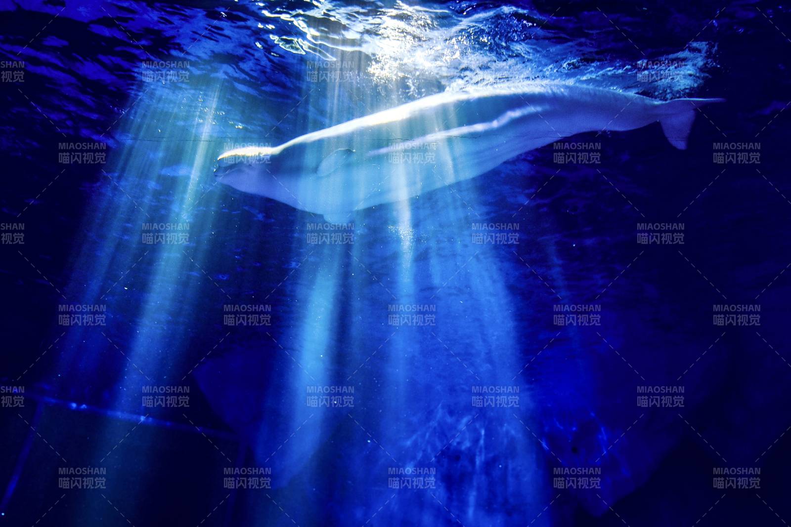 水下白鯨游弋