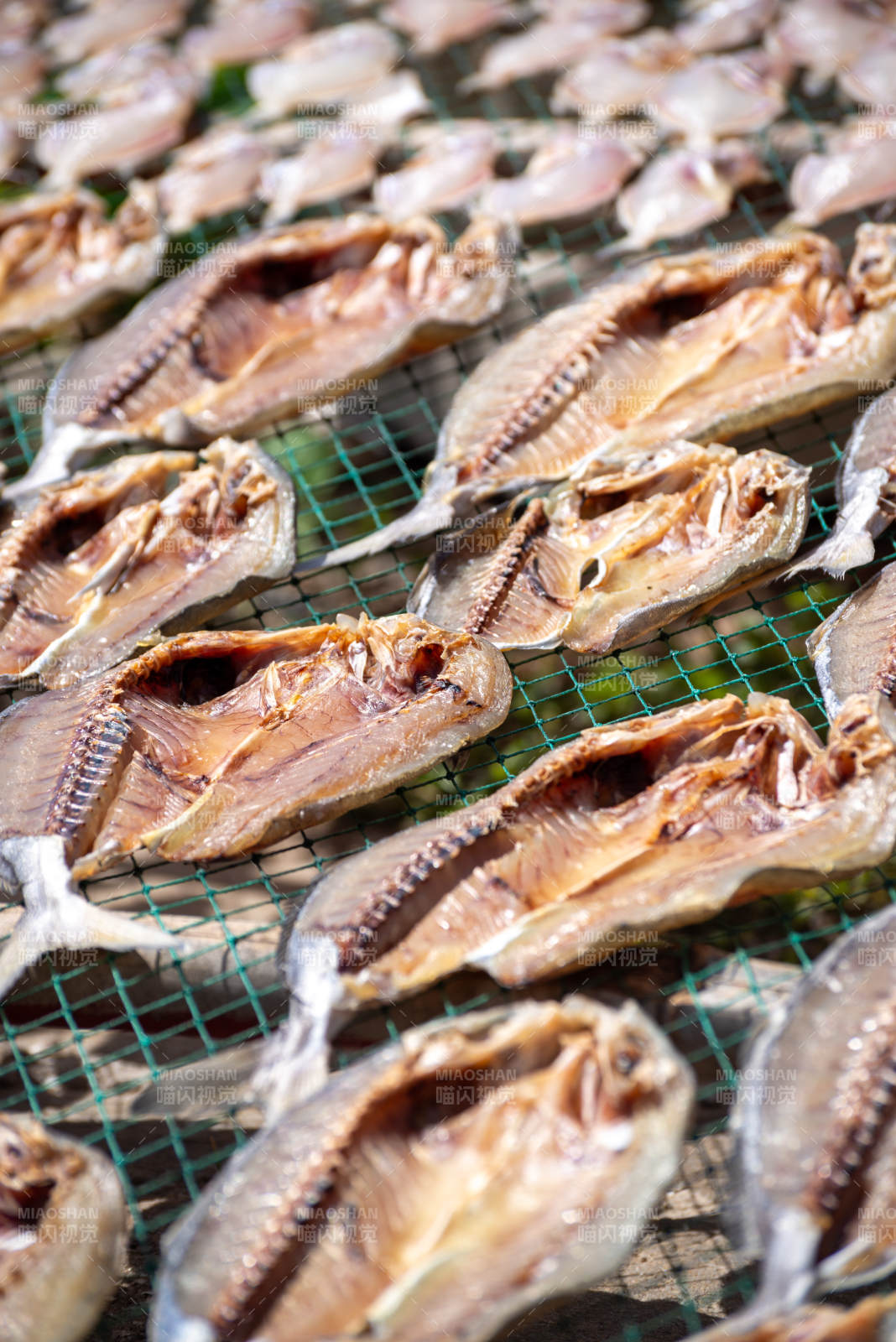 魚干曬太陽
