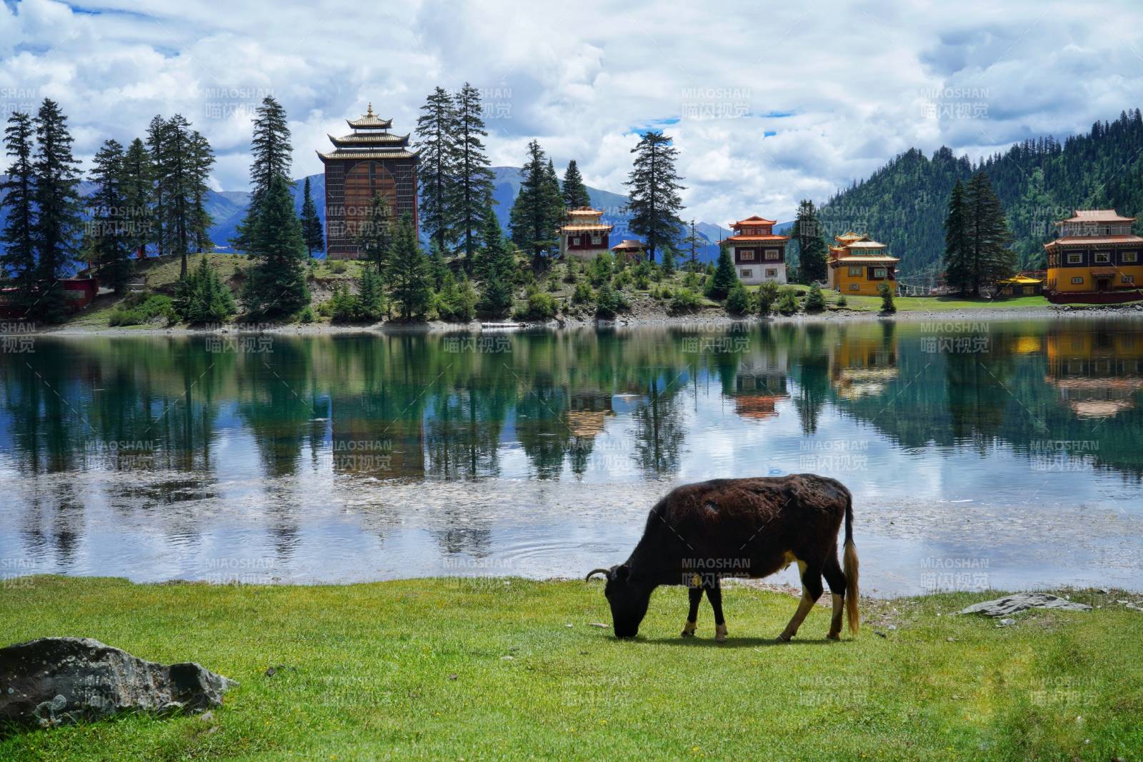 新龍措卡湖湖畔牛影靜謐山居