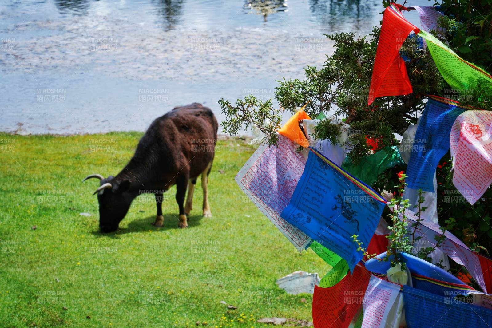 湖畔牛吃草 彩旗飄