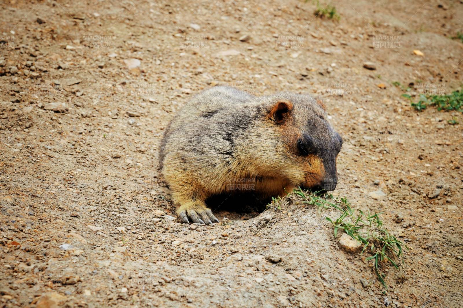 土撥鼠在地洞旁