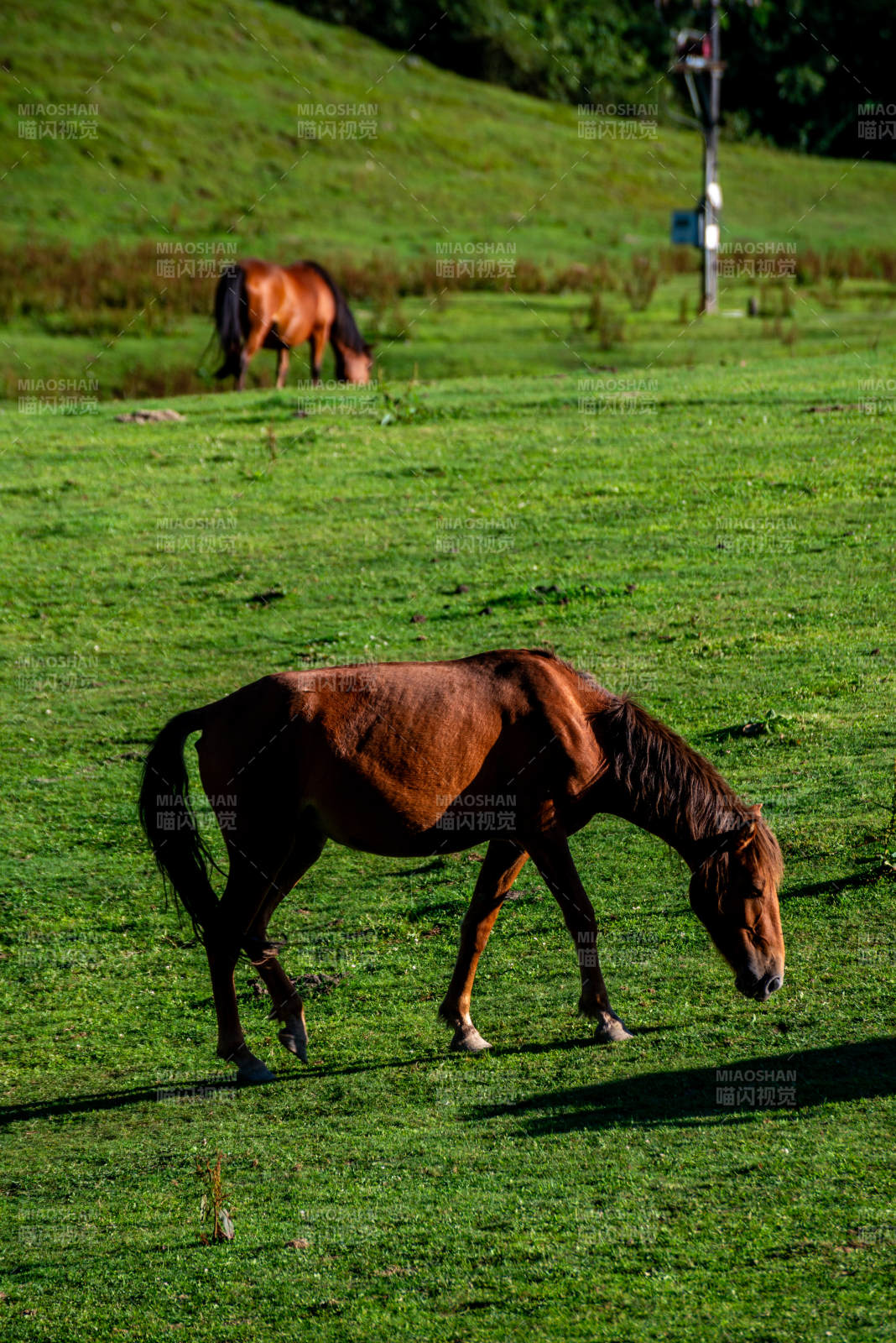 草原上的馬兒在吃草