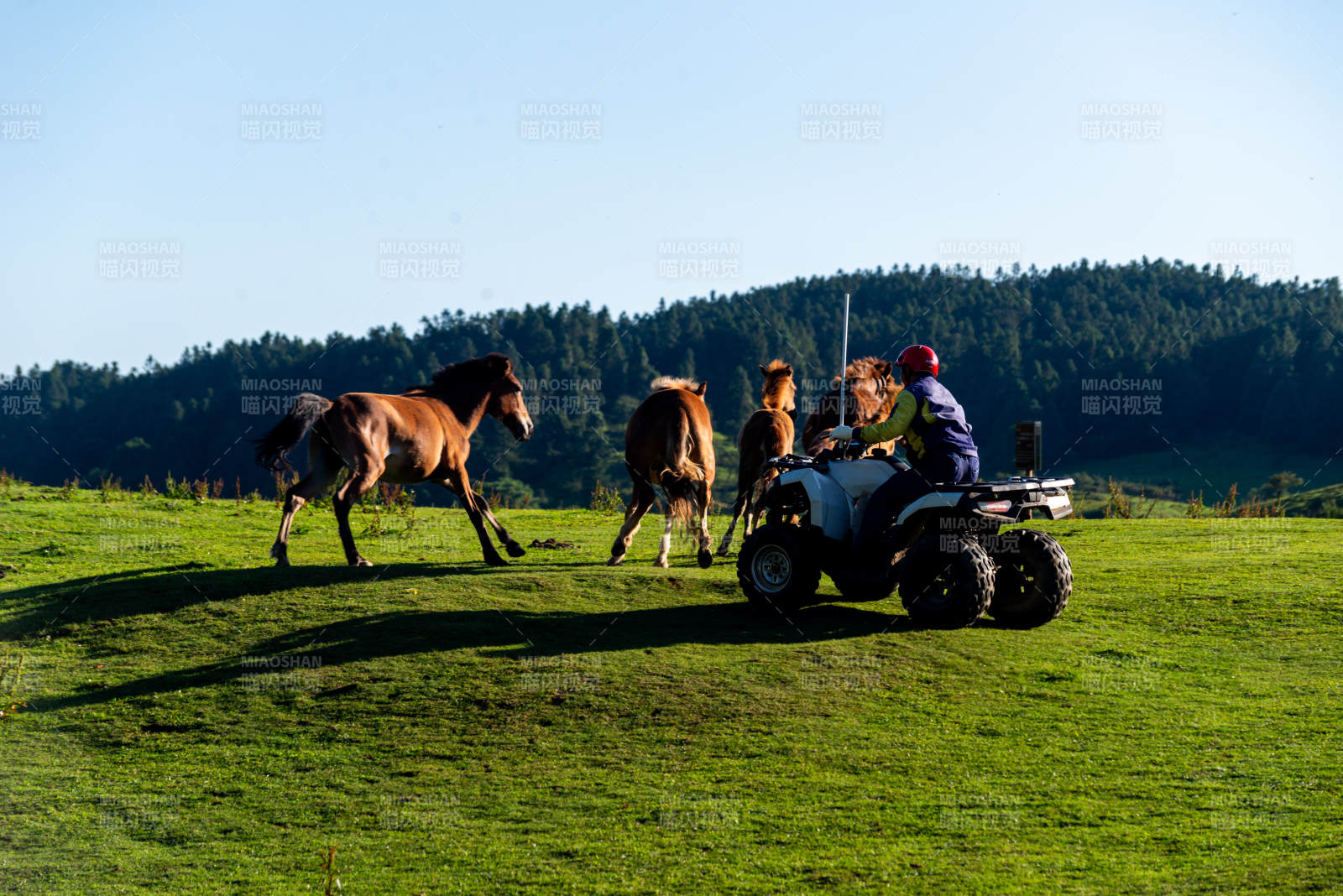 牧馬人驅(qū)趕馬群