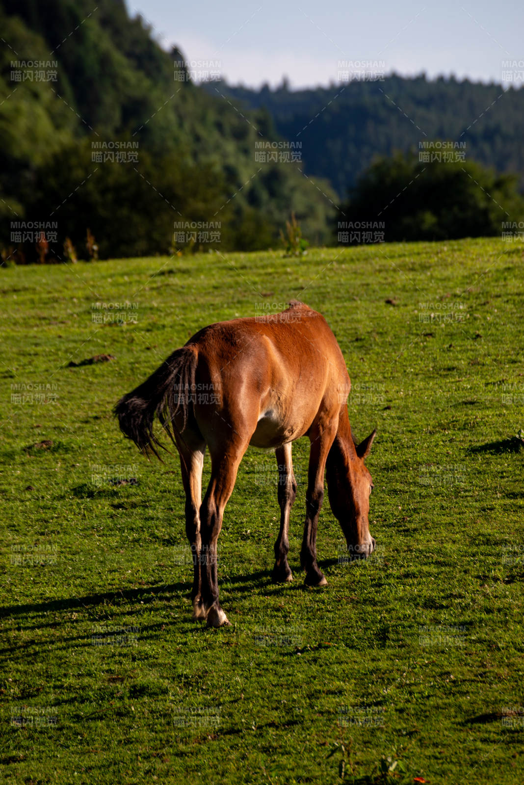 馬兒在草地上吃草