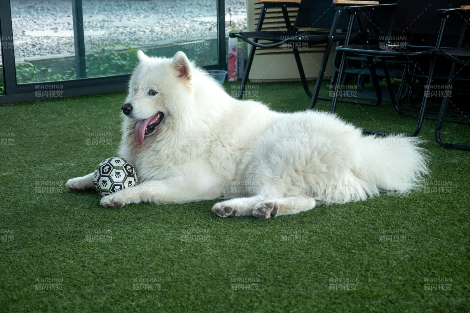 白狗躺草地玩球
