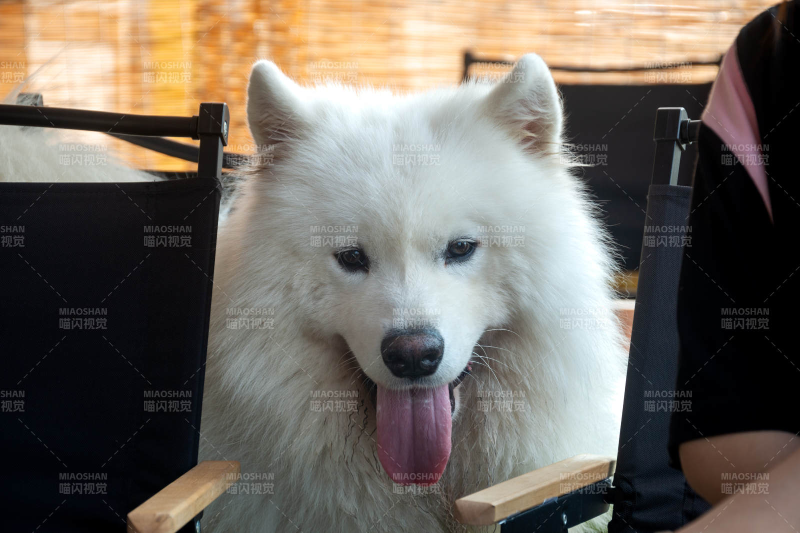 白狗吐舌萌態(tài)十足