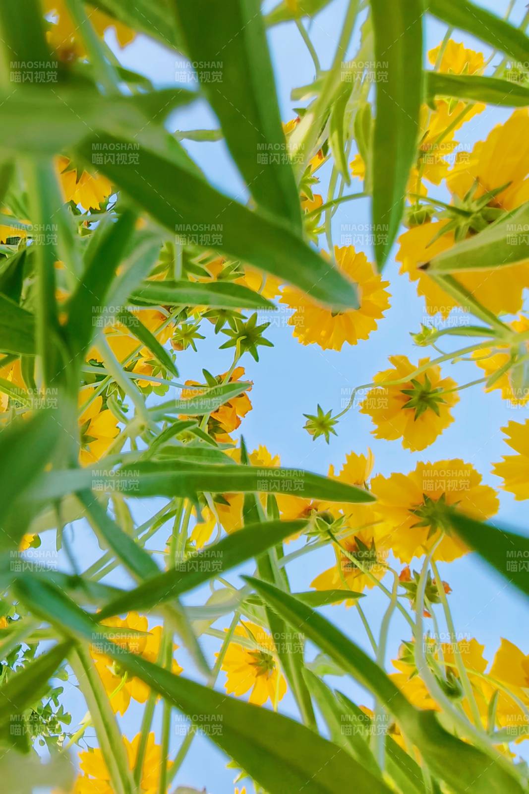 黃花綠葉映藍天