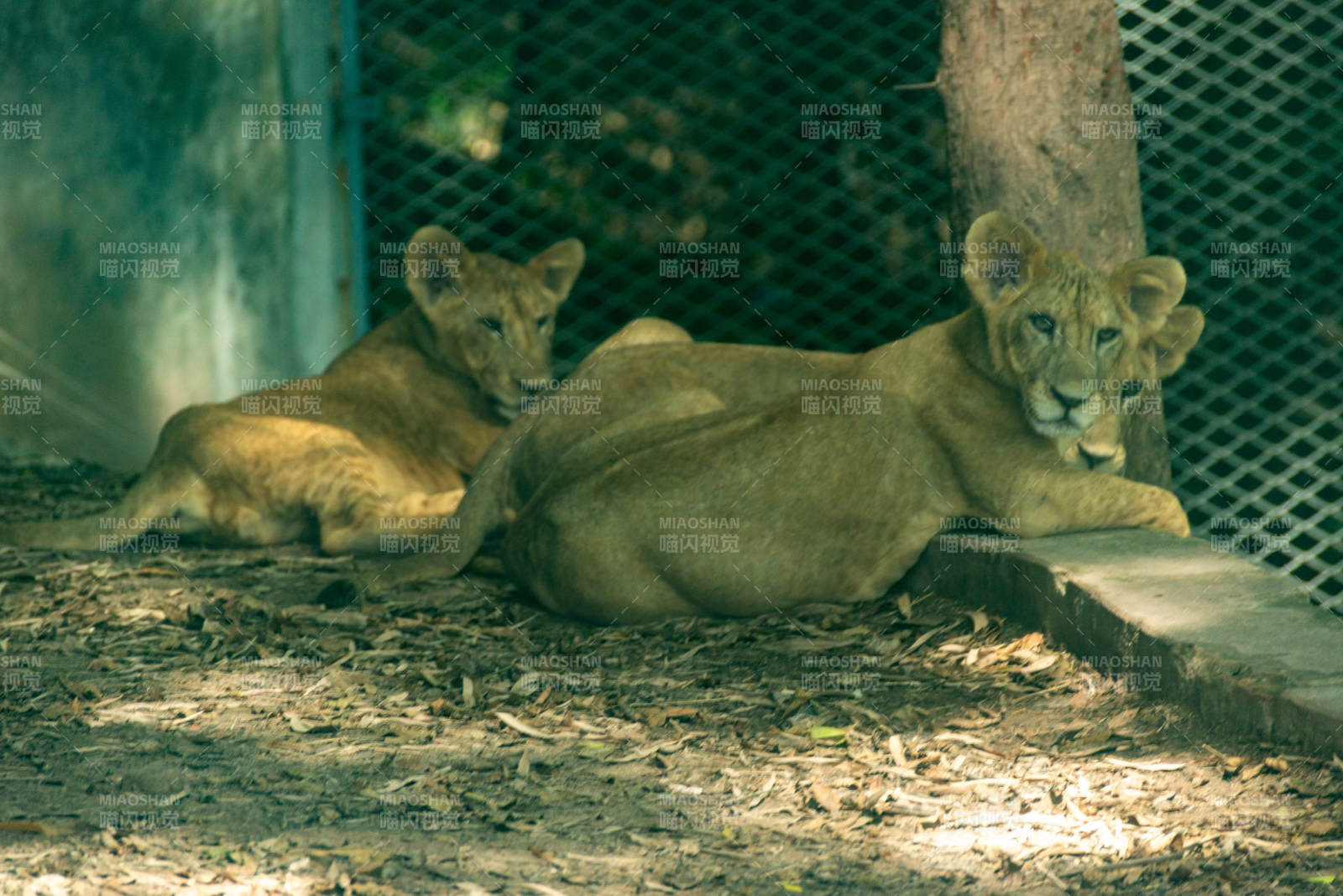 两只狮子在休息
