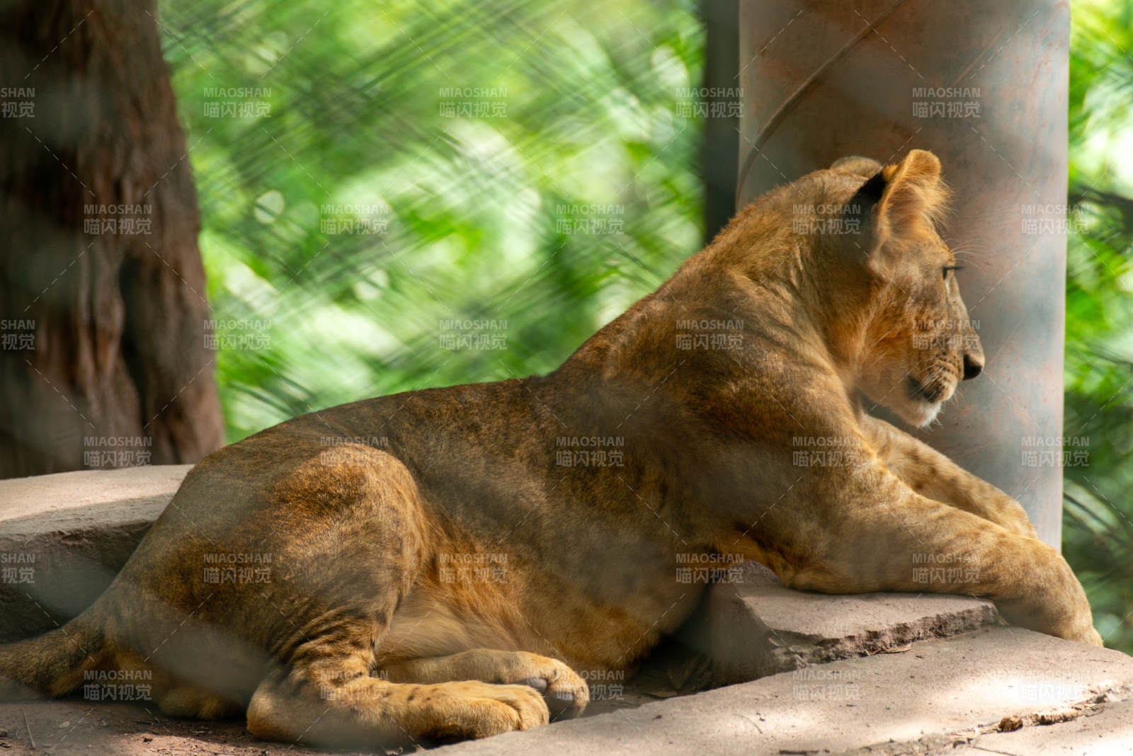 獅臥石上 靜觀綠意