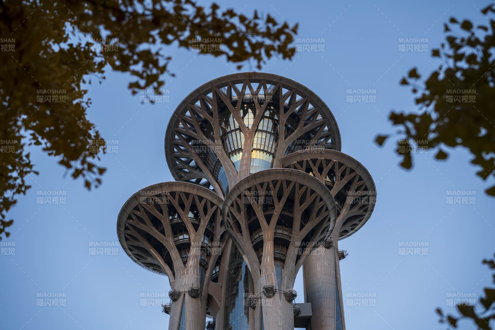 奧林匹克塔與銀杏