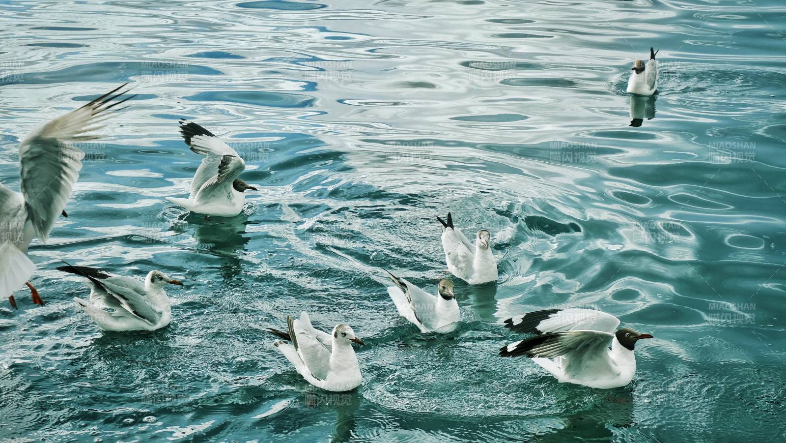 海鸥戏水图