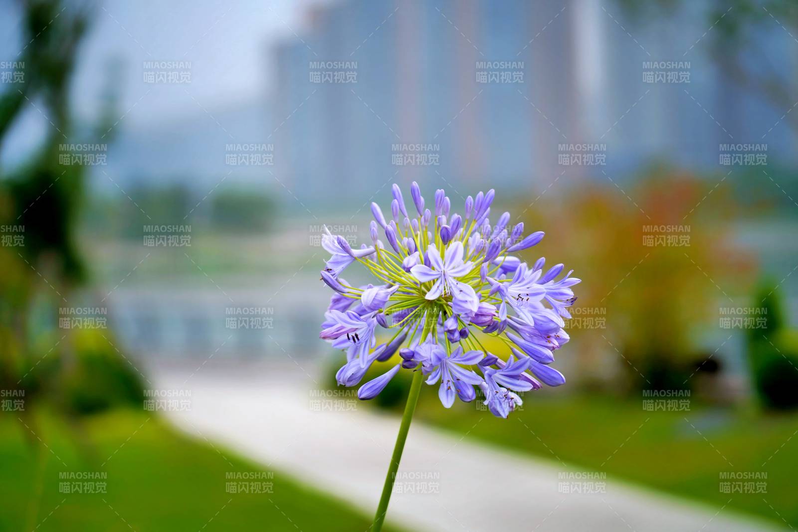 百子蓮愛情花綻放