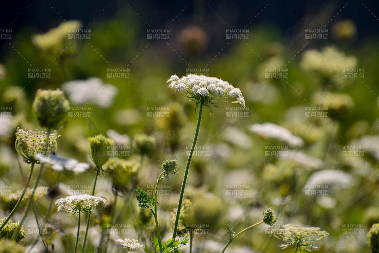 野花綻放的瞬間