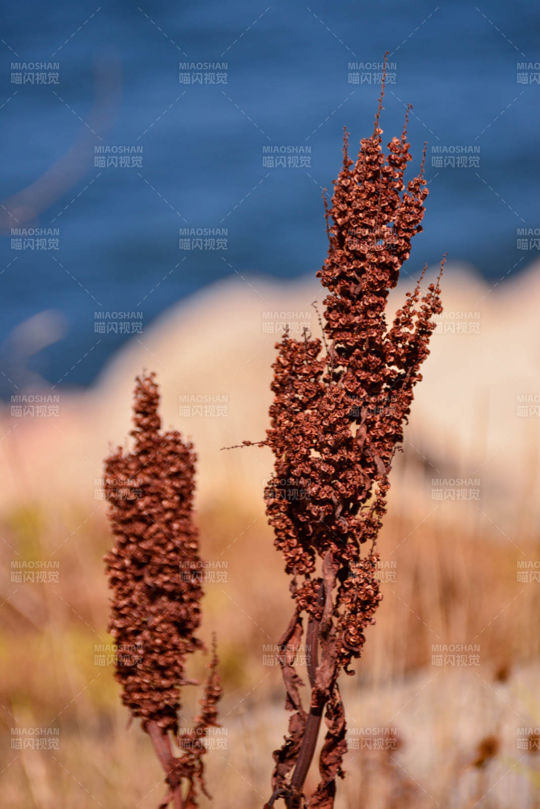 海邊秋日湖畔的枯穗
