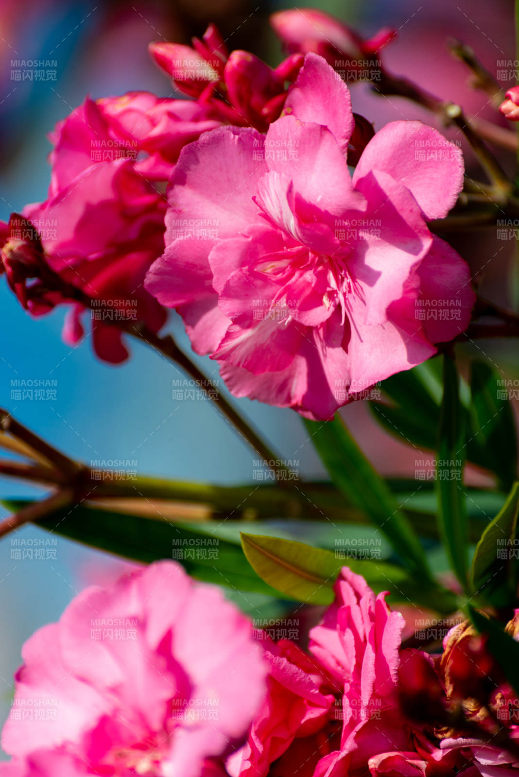 粉红杜鹃花绽放