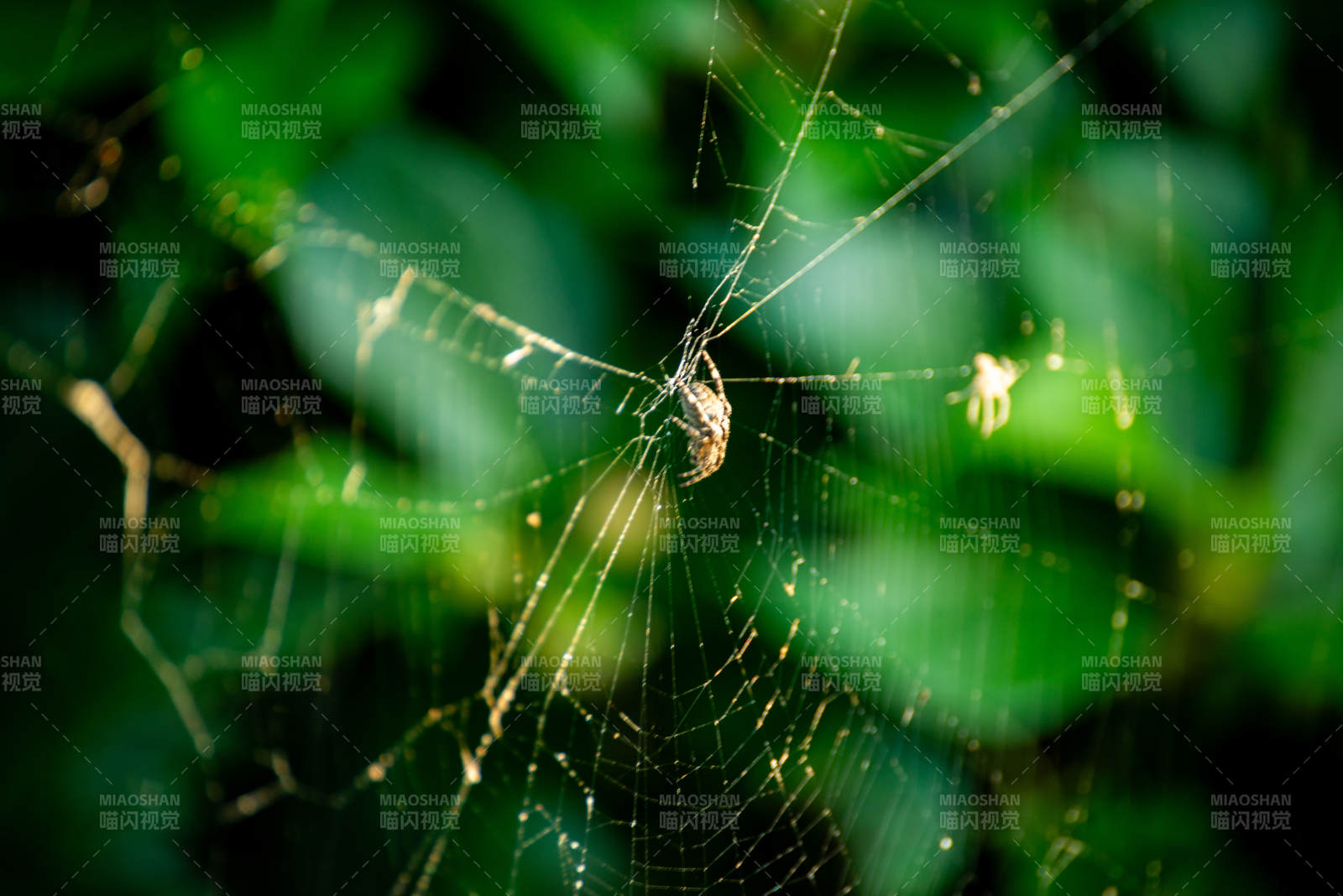 蛛網中的小蜘蛛
