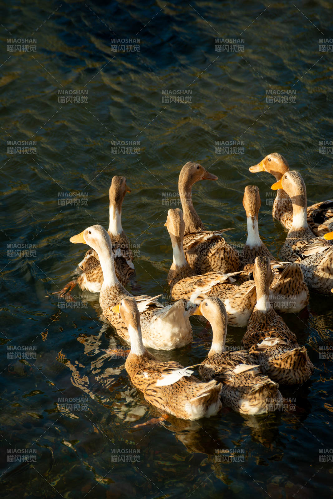 鸭群戏水
