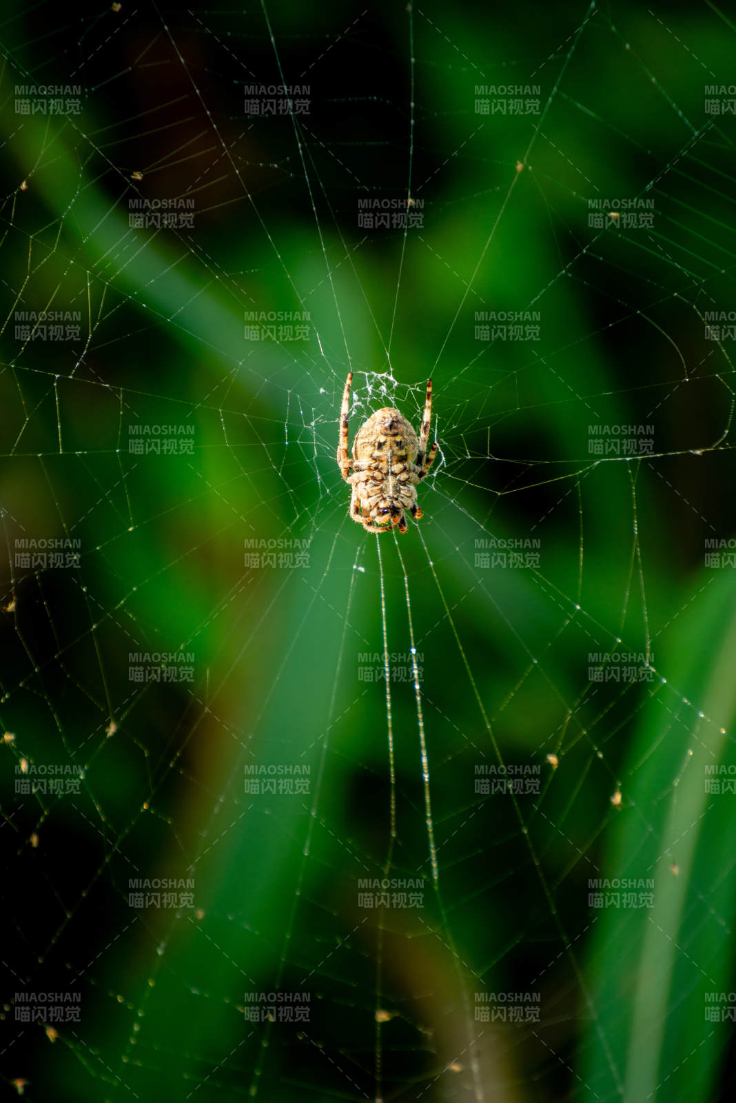 蛛網中的小蜘蛛