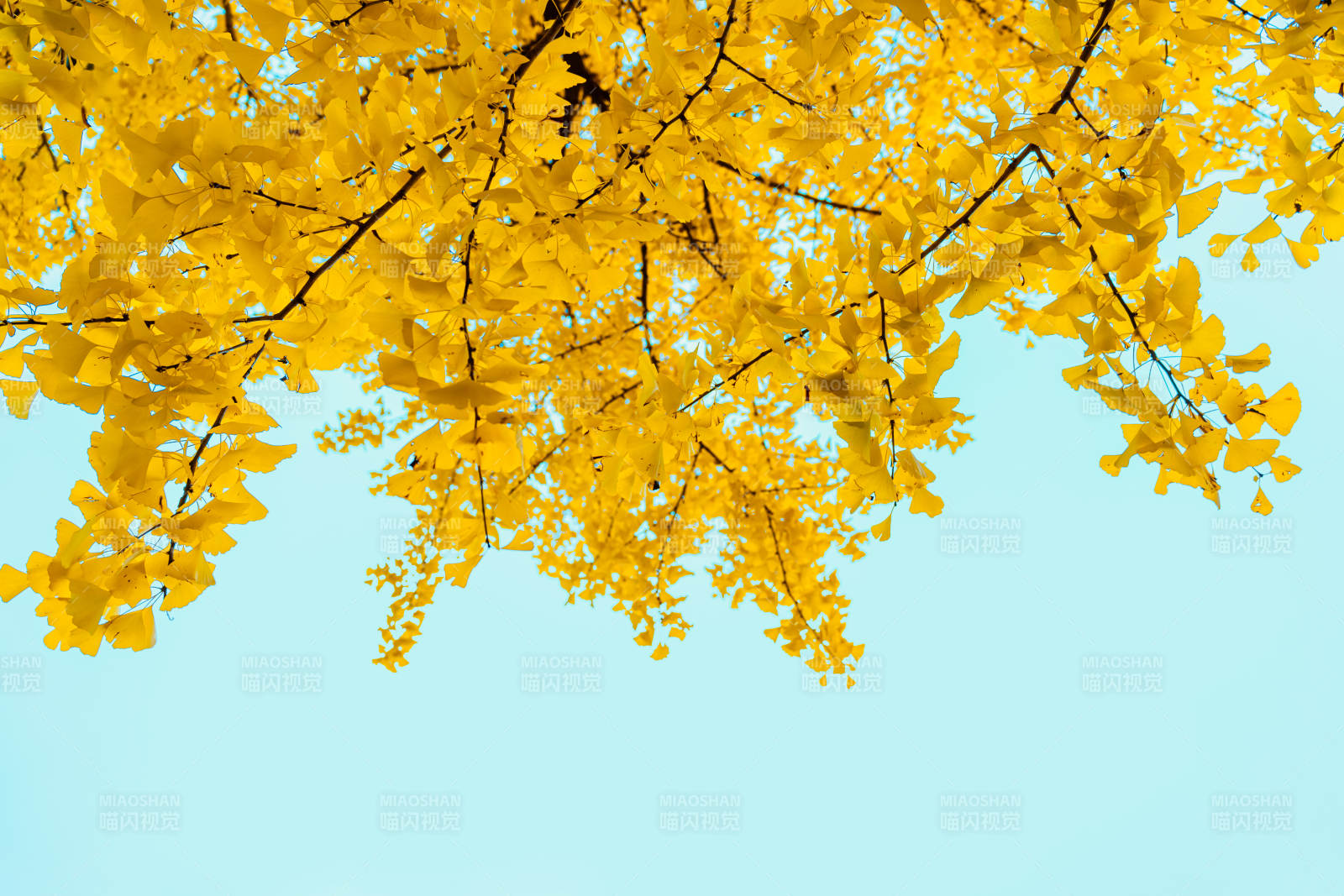 金秋黄叶映蓝天