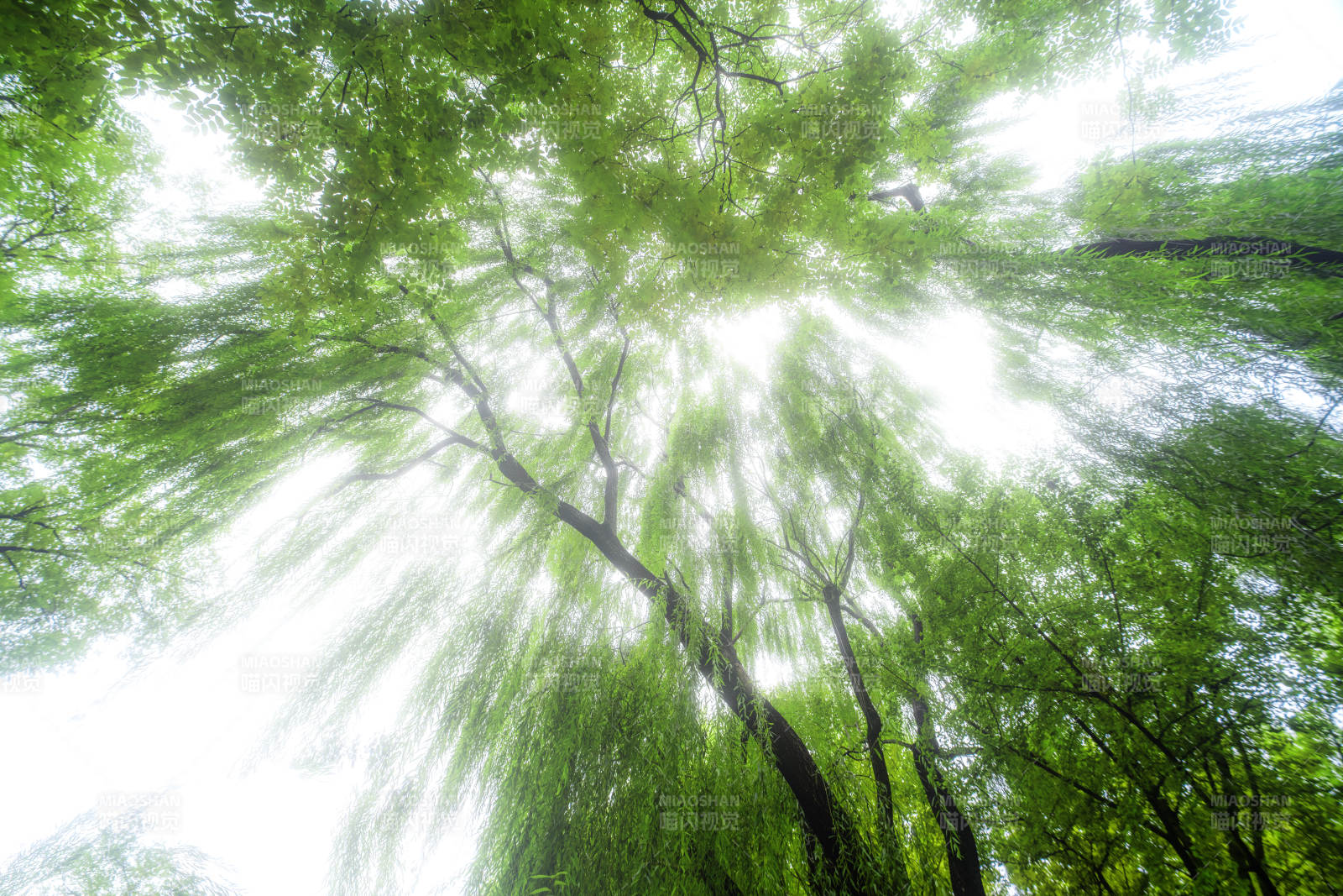 綠意盎然的森林