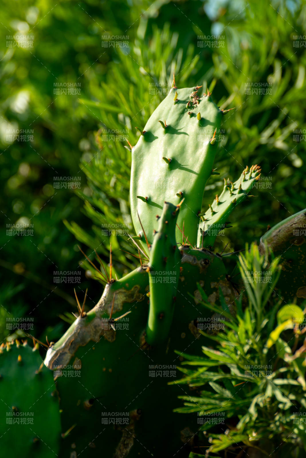 仙人掌绿意盎然