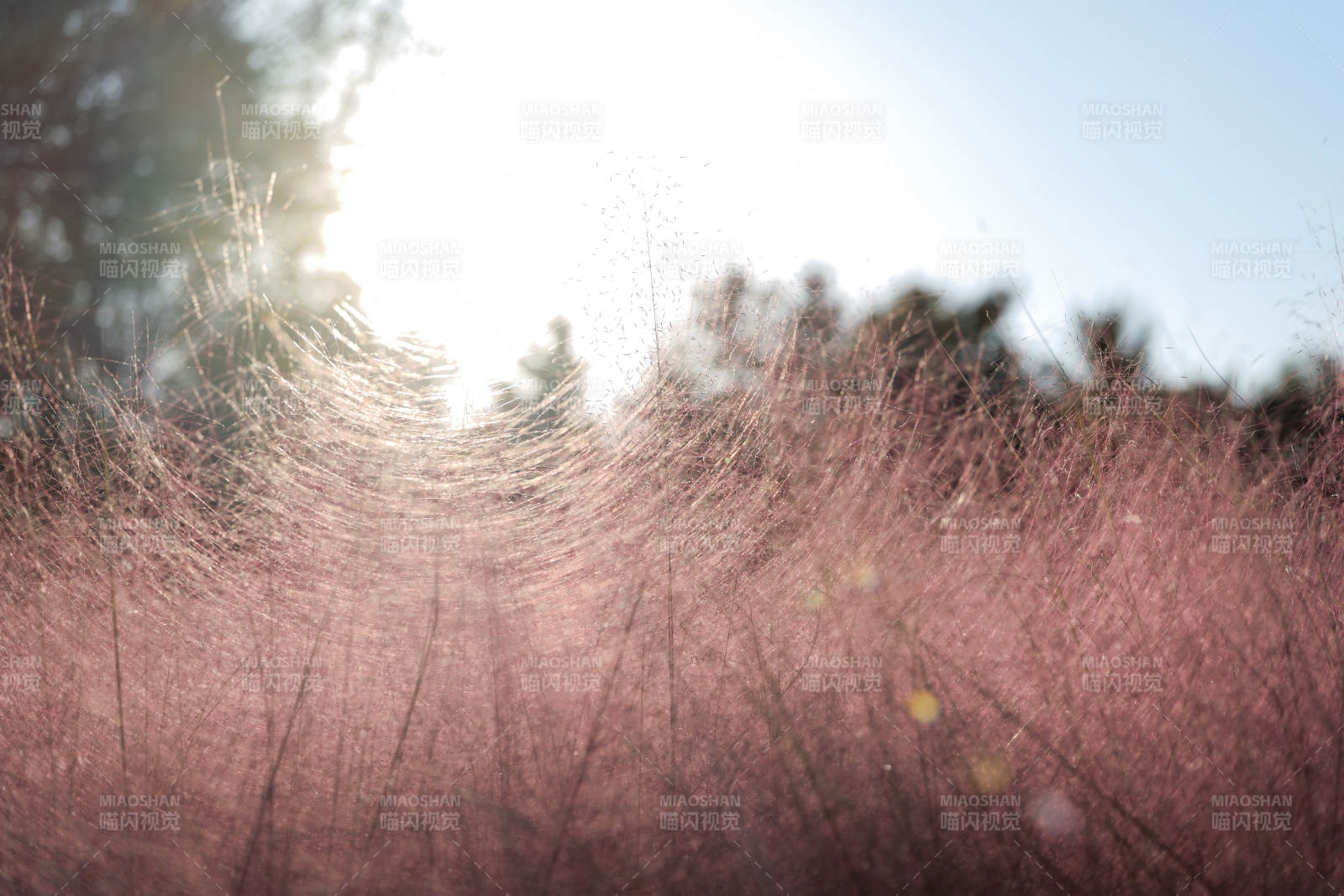 粉黛草海迎晨光