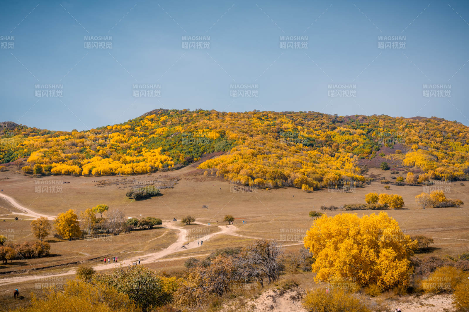 秋日金黃山丘內蒙古烏蘭布統五彩山
