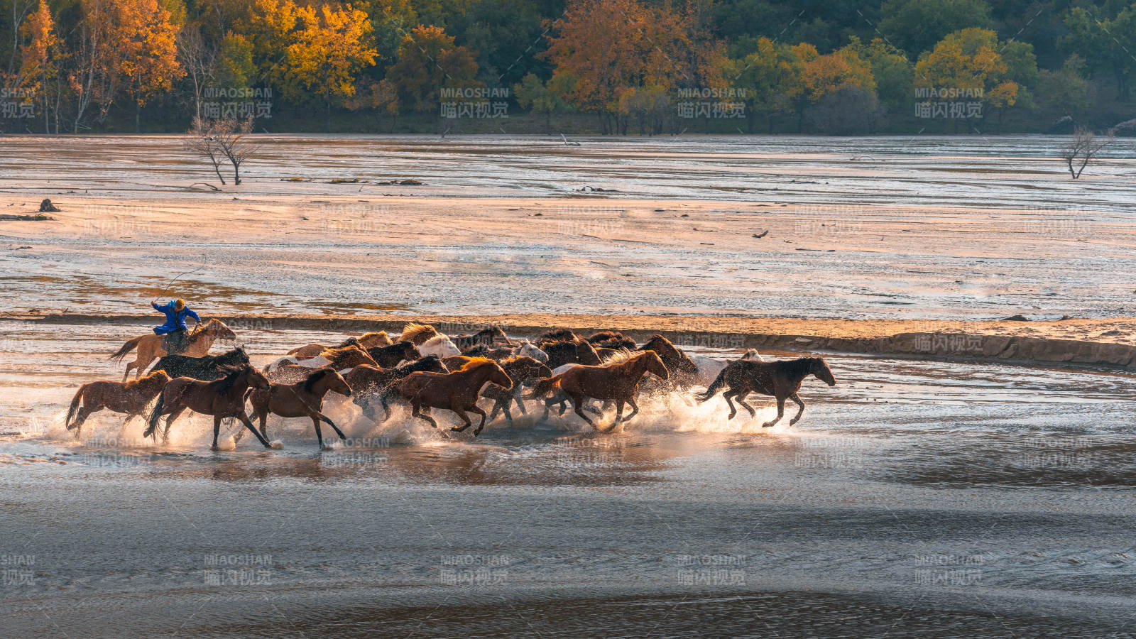 烏蘭布統(tǒng)薩林河馬群奔騰過河