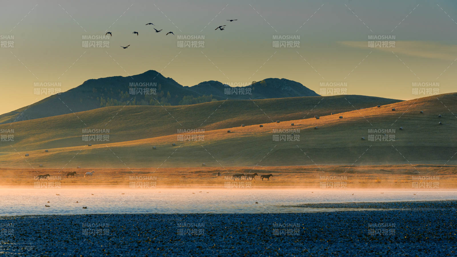 內蒙古烏蘭布統草原晨曦飛鳥群