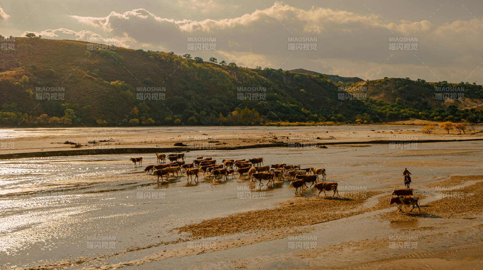 烏蘭布統天太永村牛群涉水過河