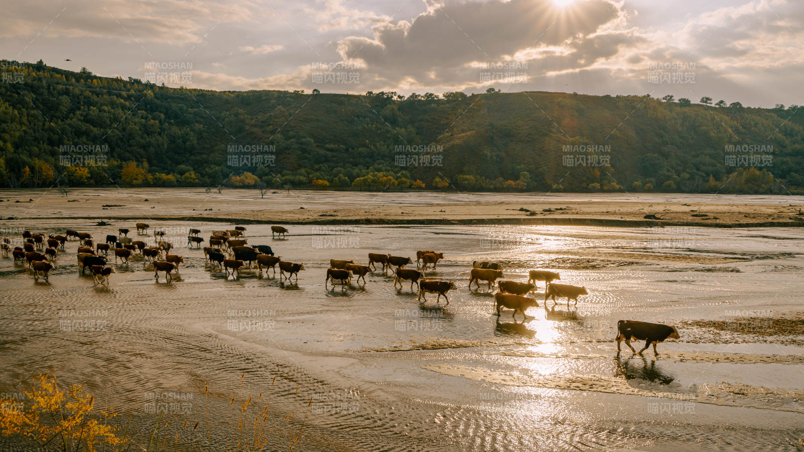 內蒙古烏蘭布統天太永薩林河牛群涉水夕陽下
