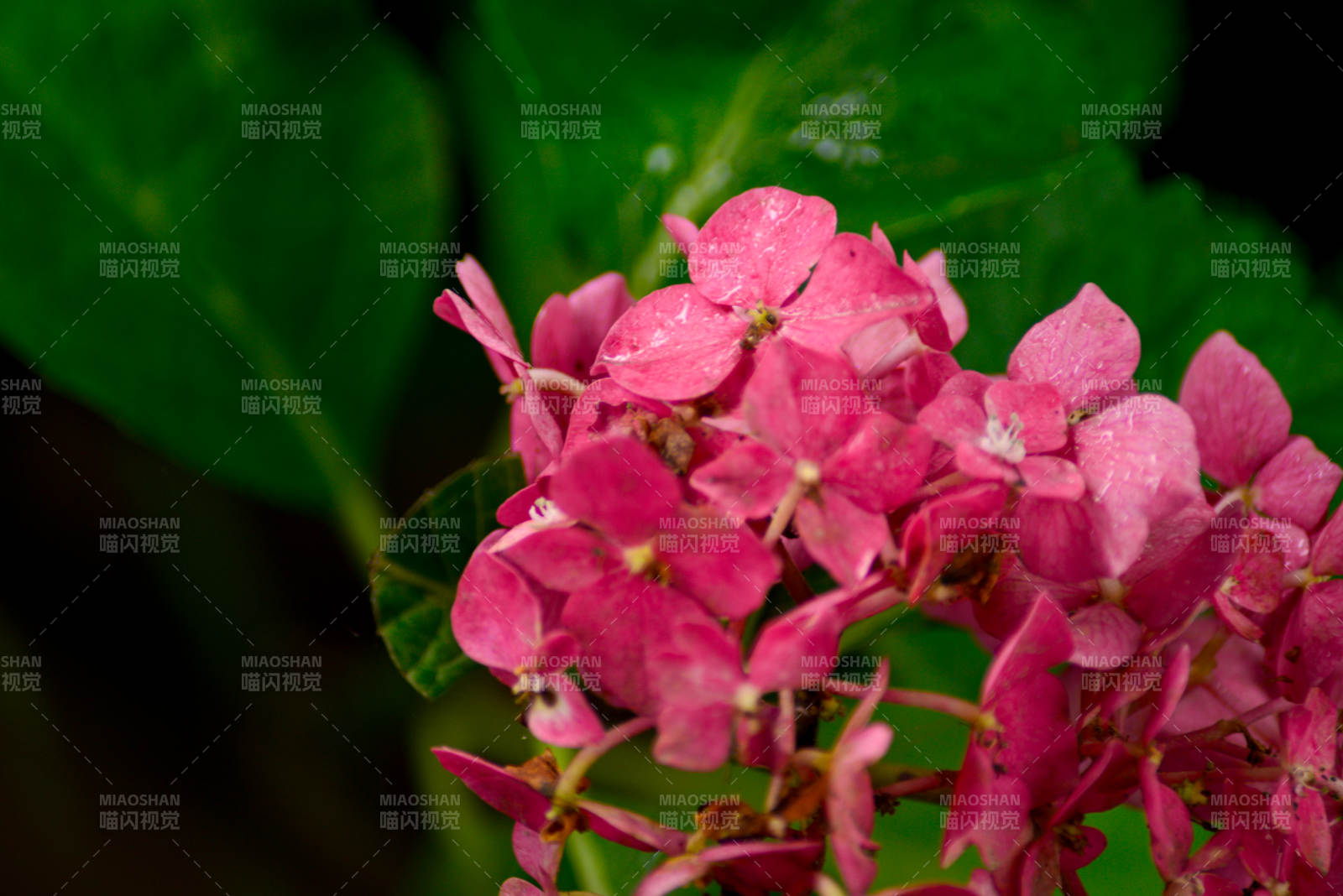 粉红绣球花绽放