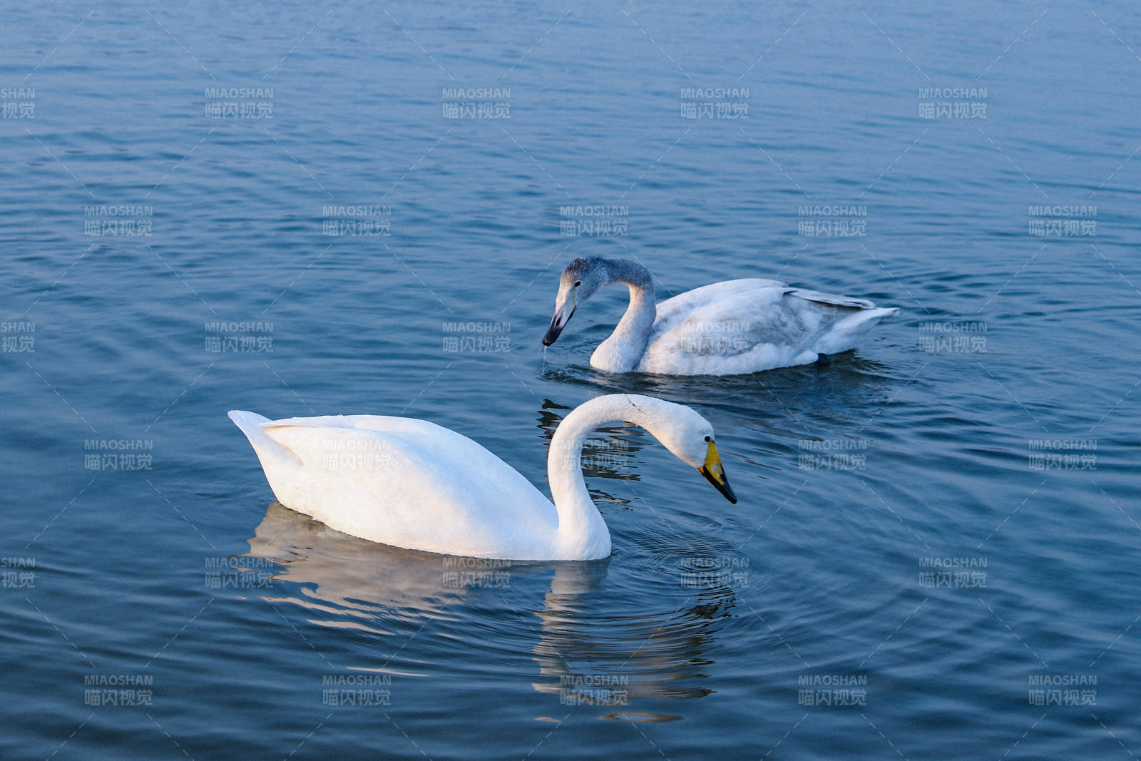 湖上双天鹅