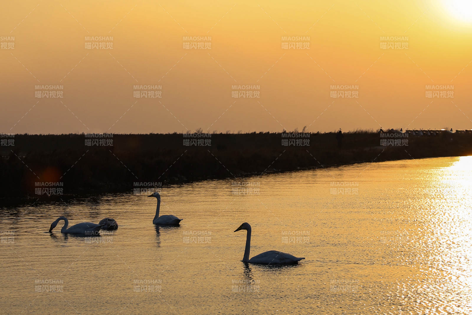 夕阳下的天鹅湖