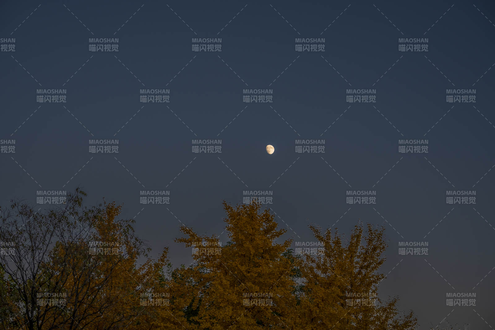 夜空明月照樹梢