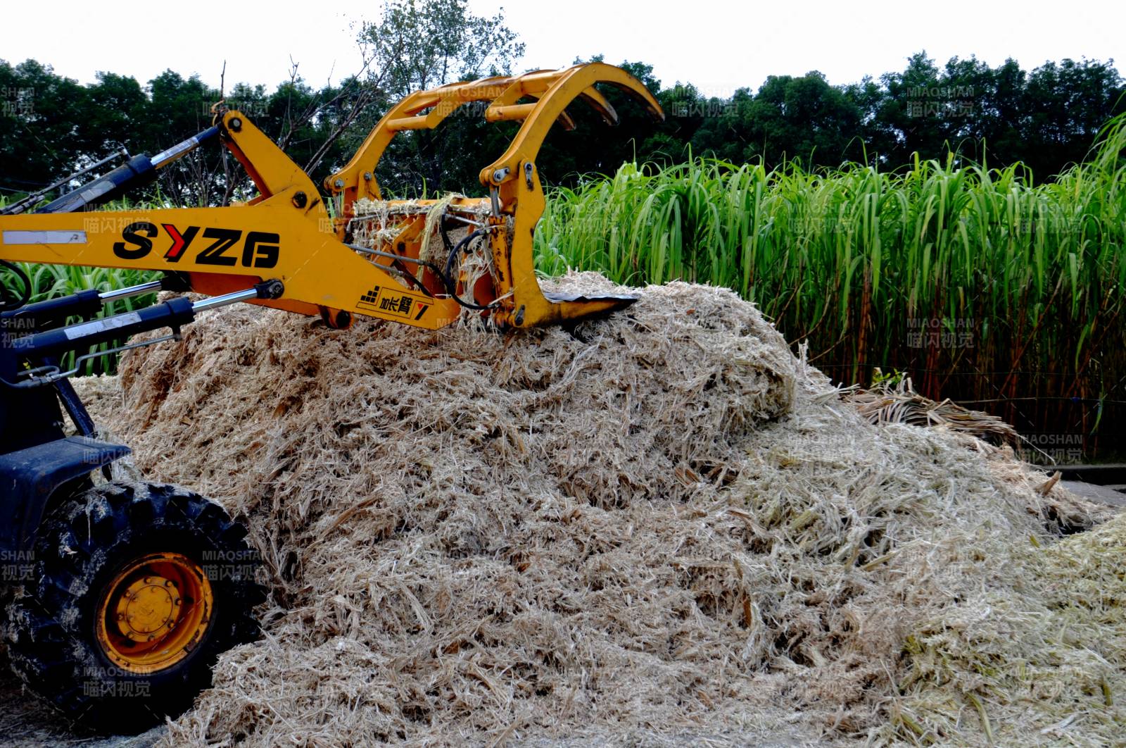 庶糖生产基地作业现场（浙江义乌）