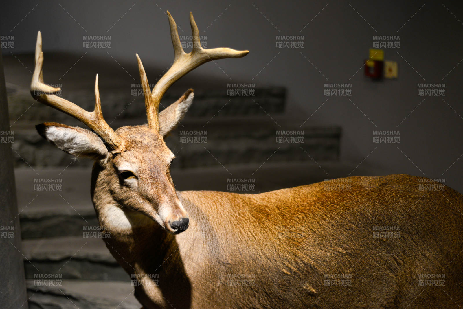 鹿的靜謐姿態(tài)