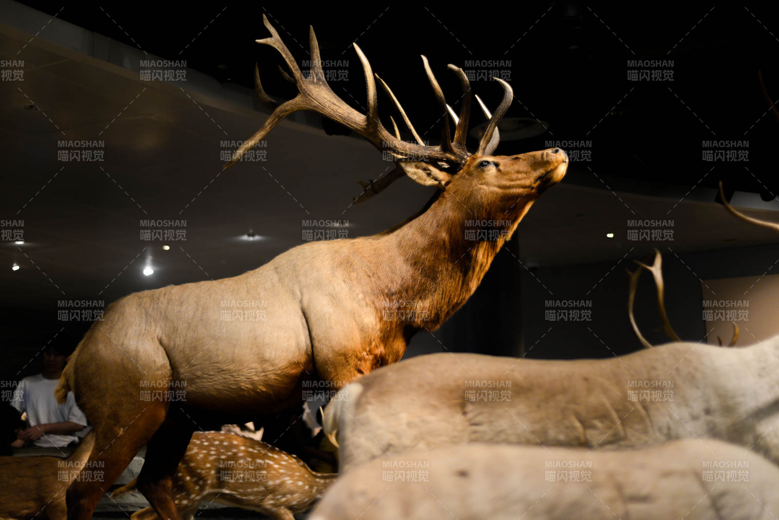 雄鹿展角姿態(tài)威武