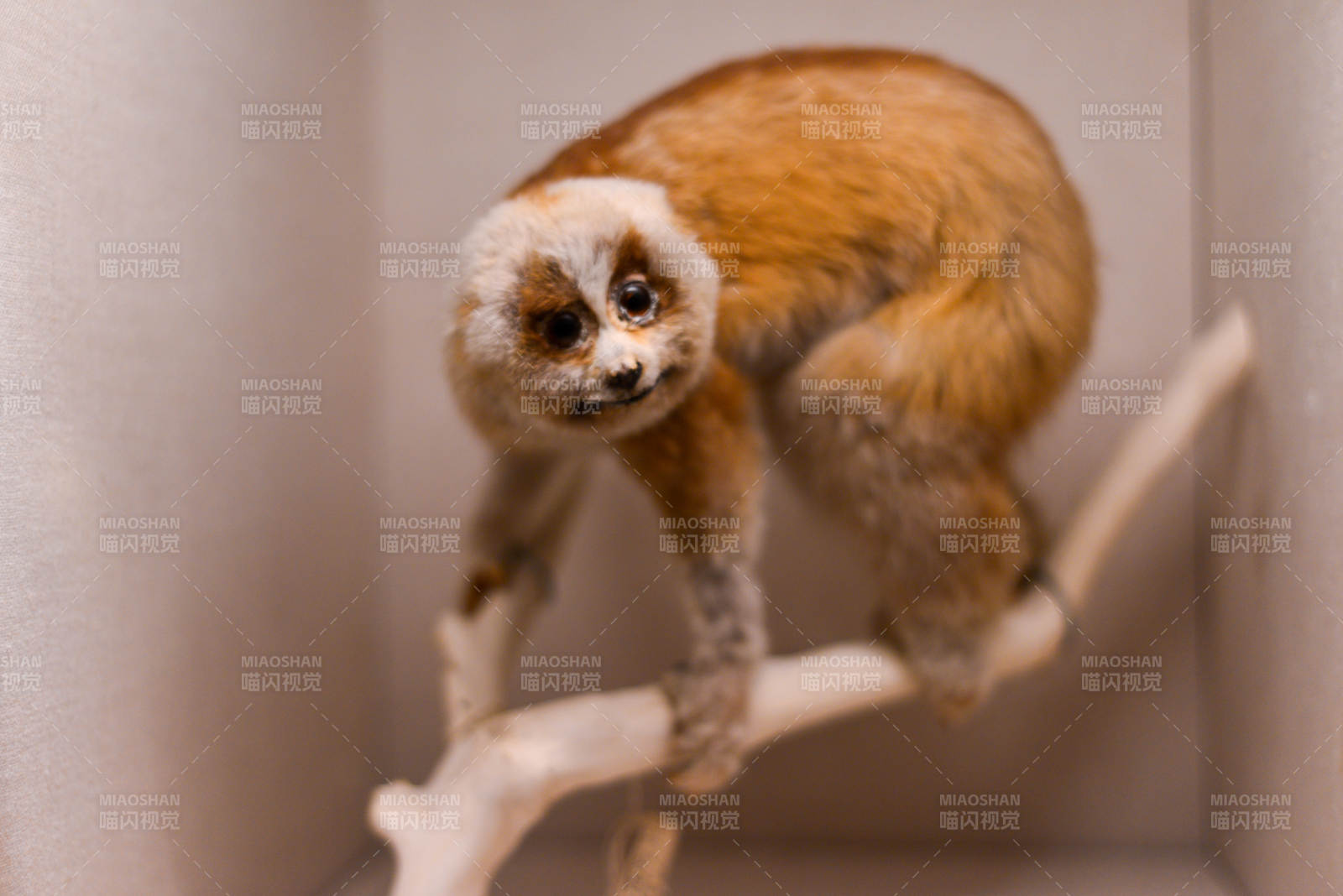 上海自然博物馆萌猴攀枝