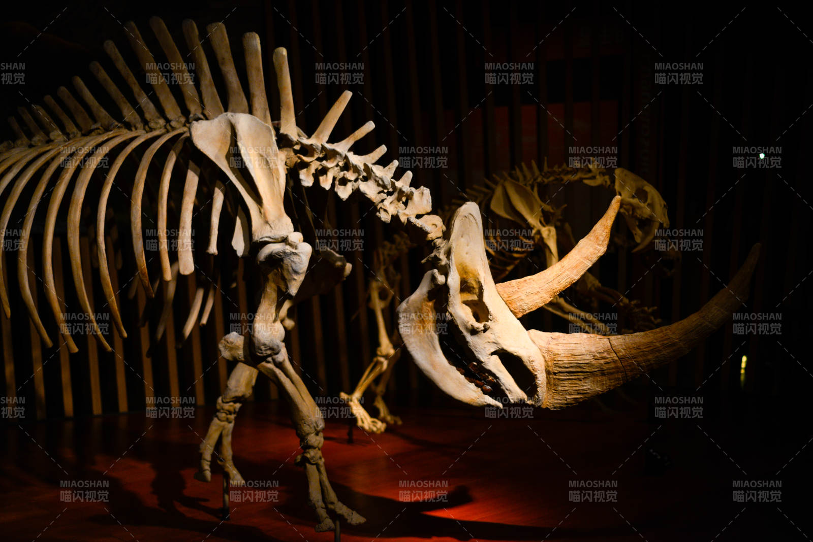 猛犸象骨架展