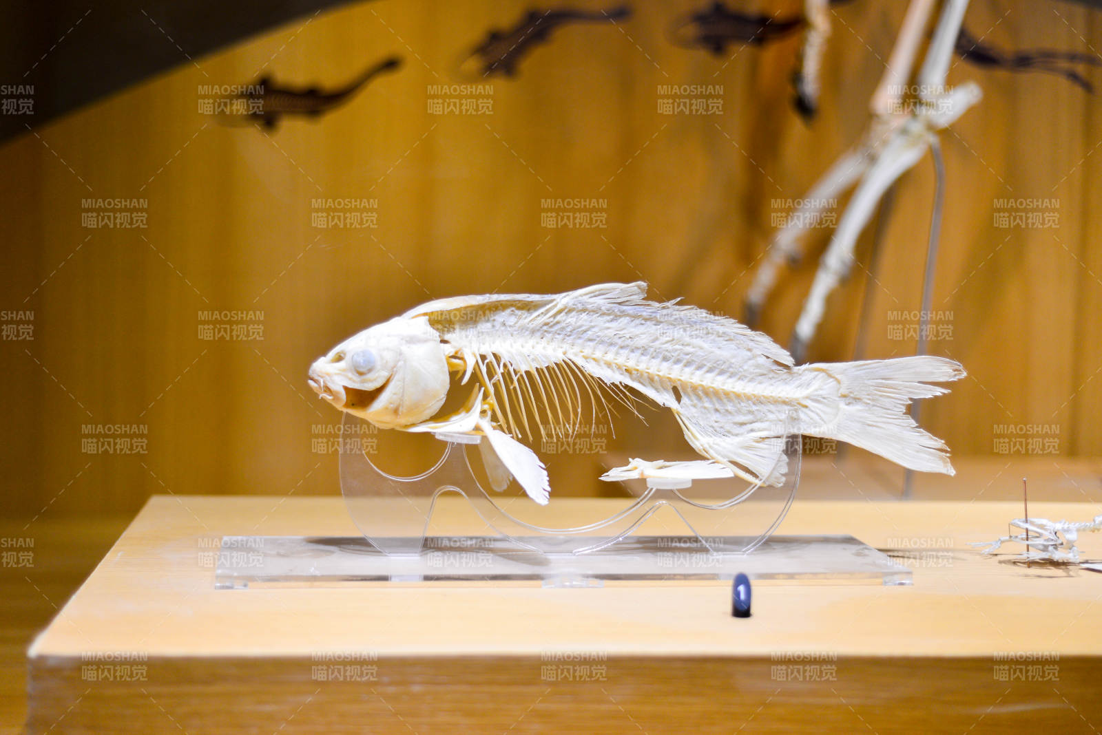 魚骨標本展示