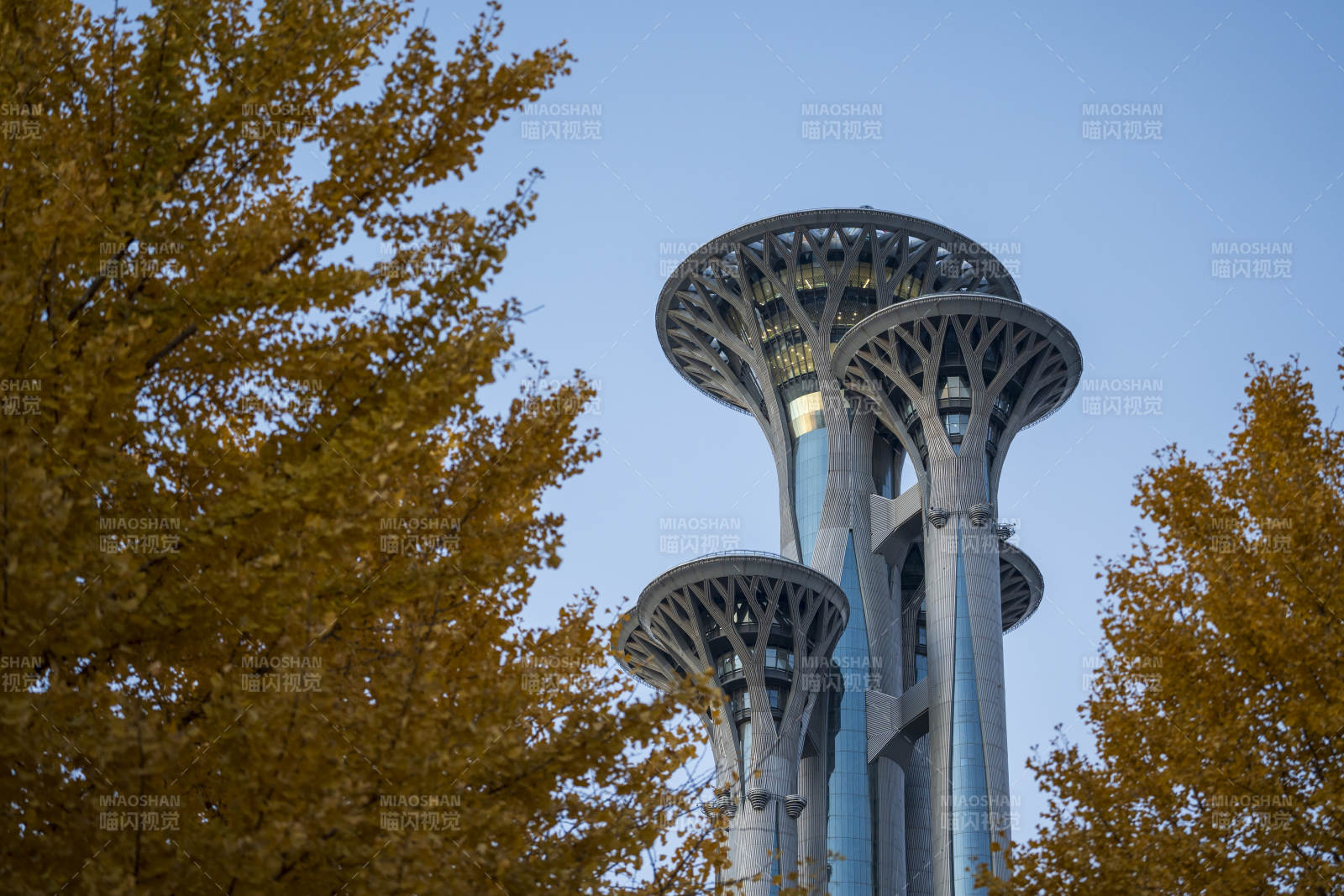 奥林匹克塔与银杏