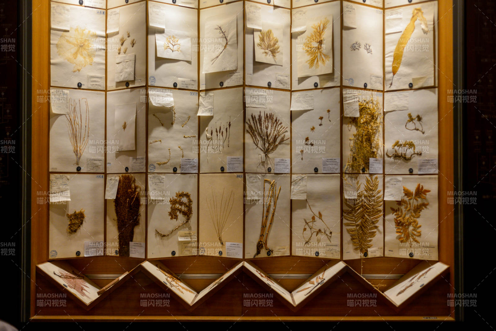 植物標本展示柜