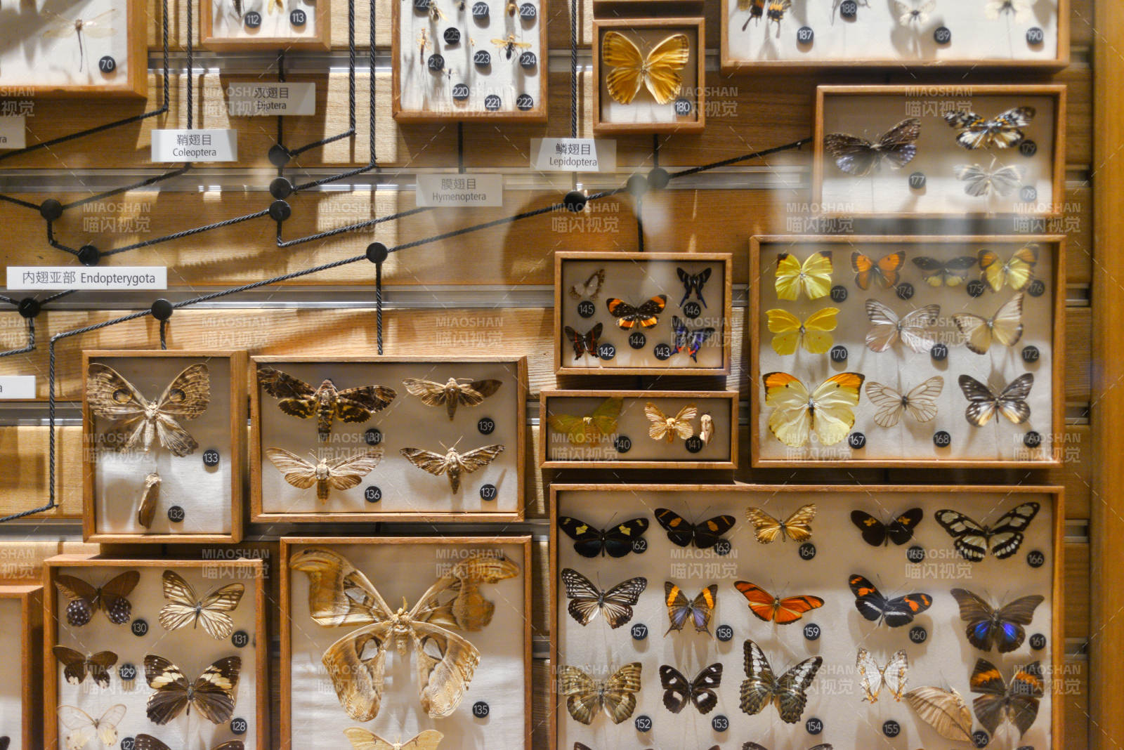 蝴蝶標(biāo)本展示柜