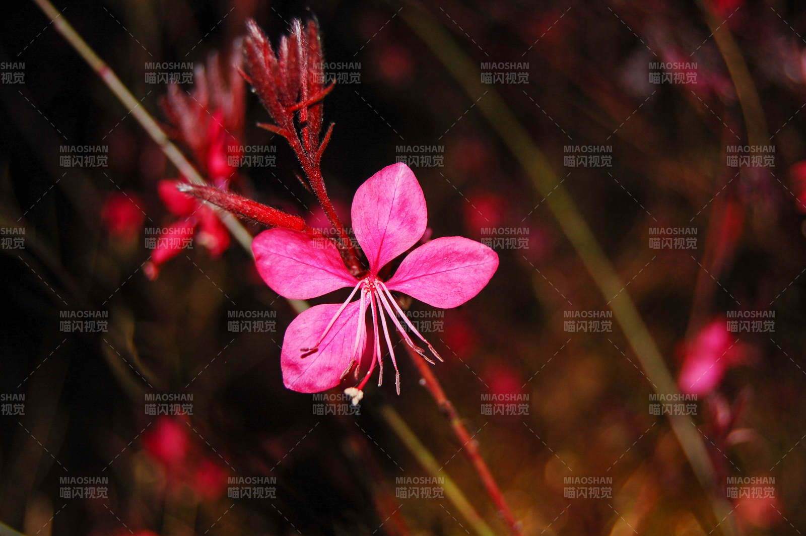 粉红花绽放-摄影图