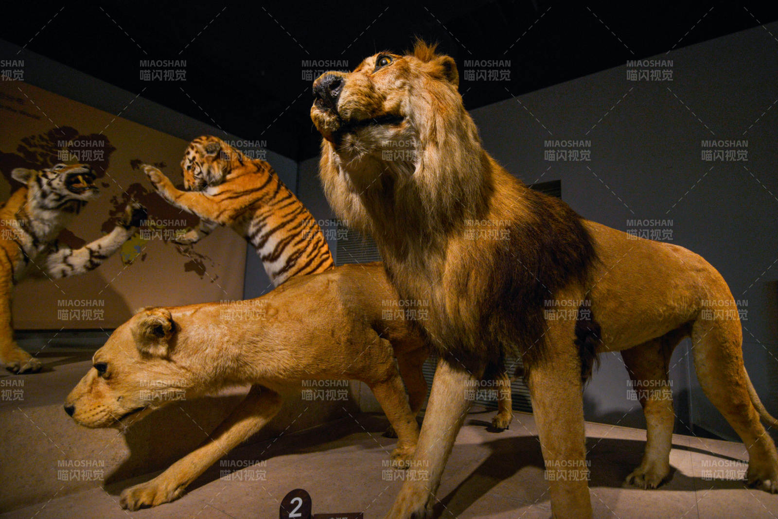 史前猛獸標(biāo)本群