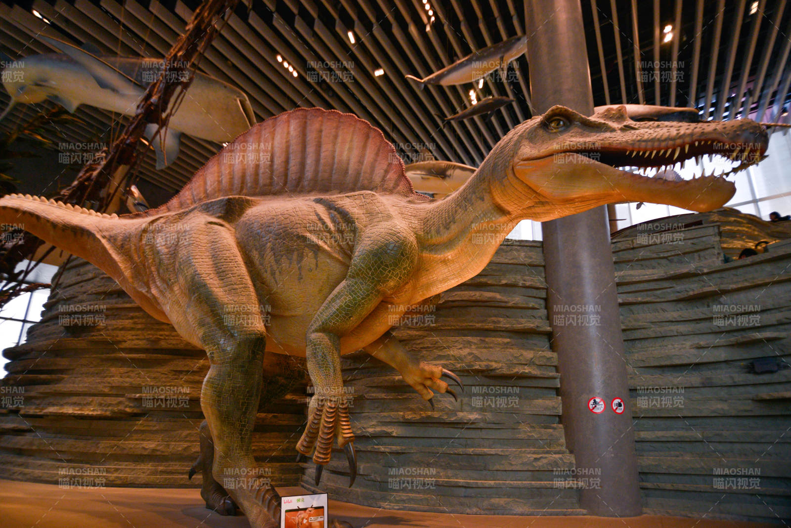 棘龍模型展示