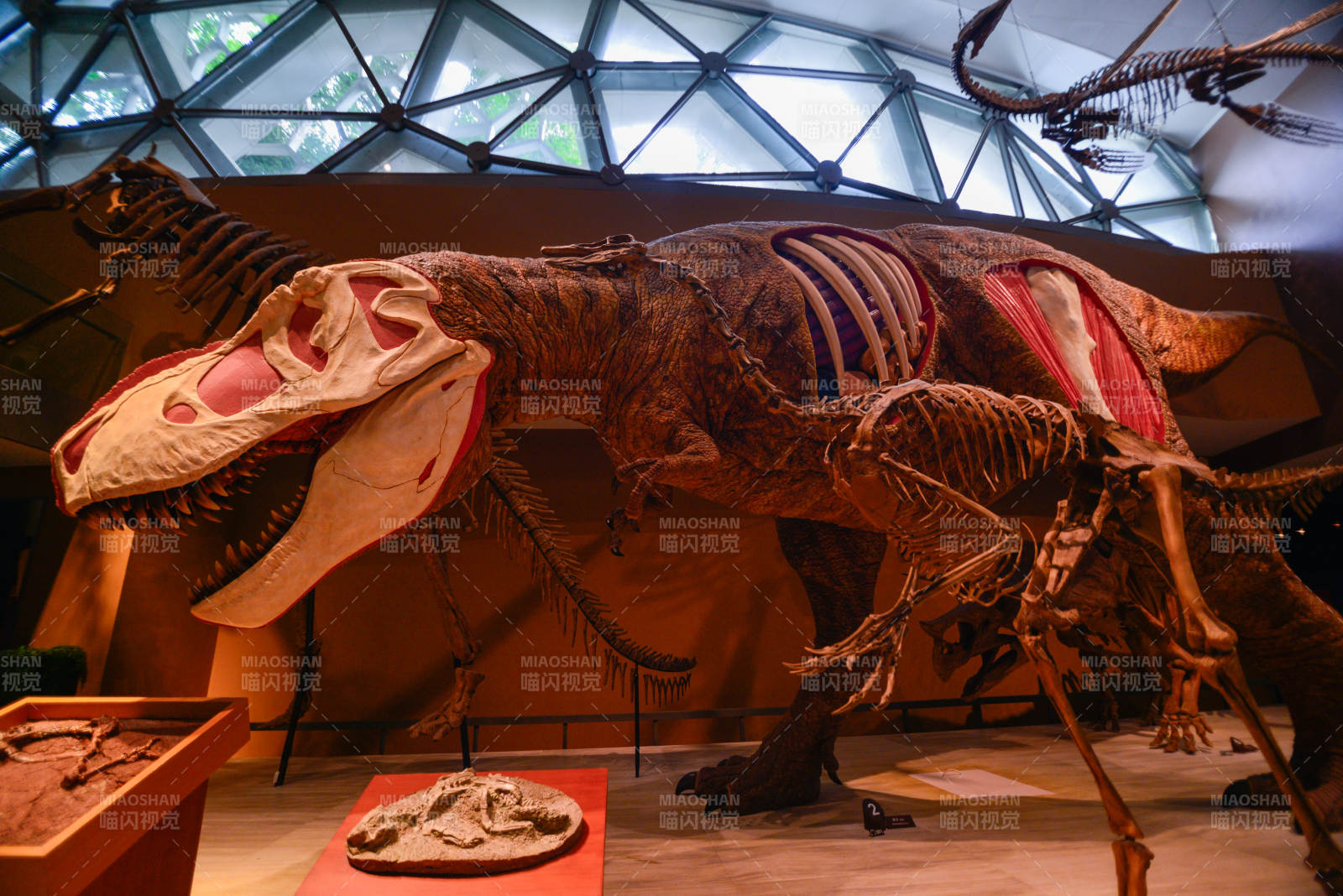 恐龍化石展